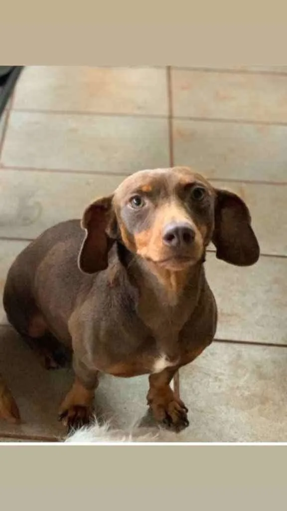 Cachorro ra a Daschund idade 3 anos nome Pantera