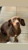 Pantera