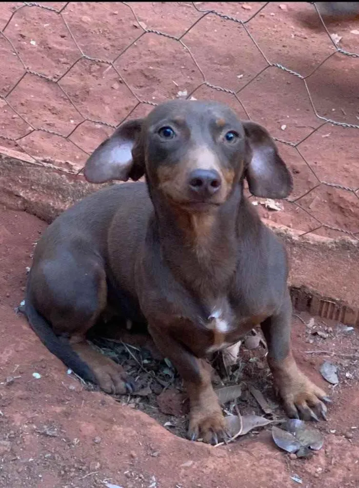 Cachorro ra a Daschund idade 3 anos nome Pantera