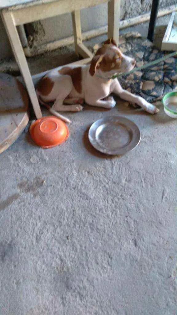 Cachorro ra a Misturada PitBull com vira lat idade 2 a 6 meses nome Sem nome