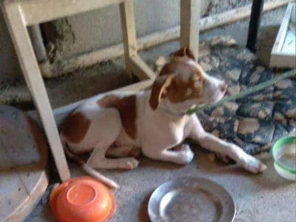 Cachorro ra a Misturada PitBull com vira lat idade 2 a 6 meses nome Sem nome