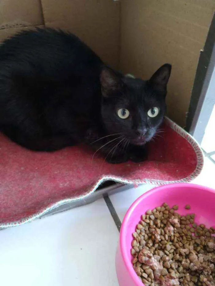 Gato raça Srd idade 1 ano nome Glórinha