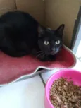 Glórinha