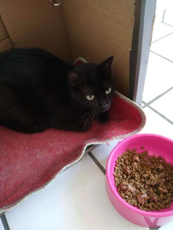 Gato raça Srd idade 1 ano nome Glórinha