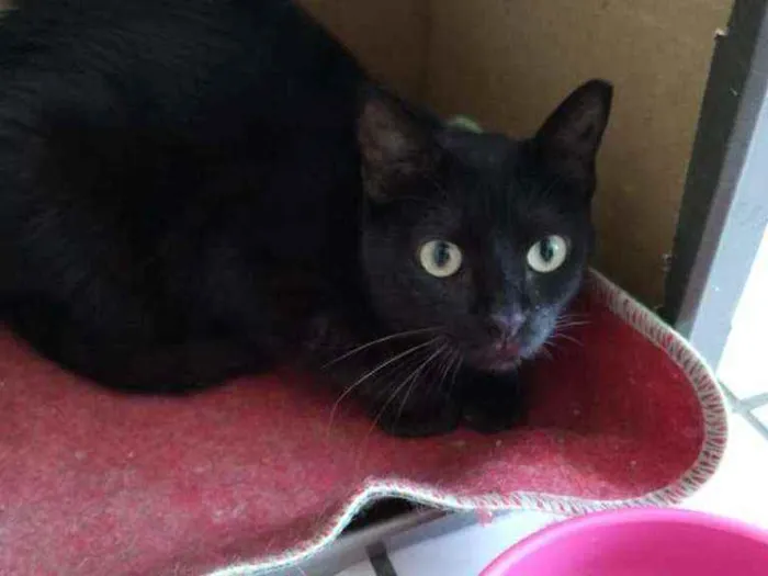 Gato raça Srd idade 1 ano nome Glórinha