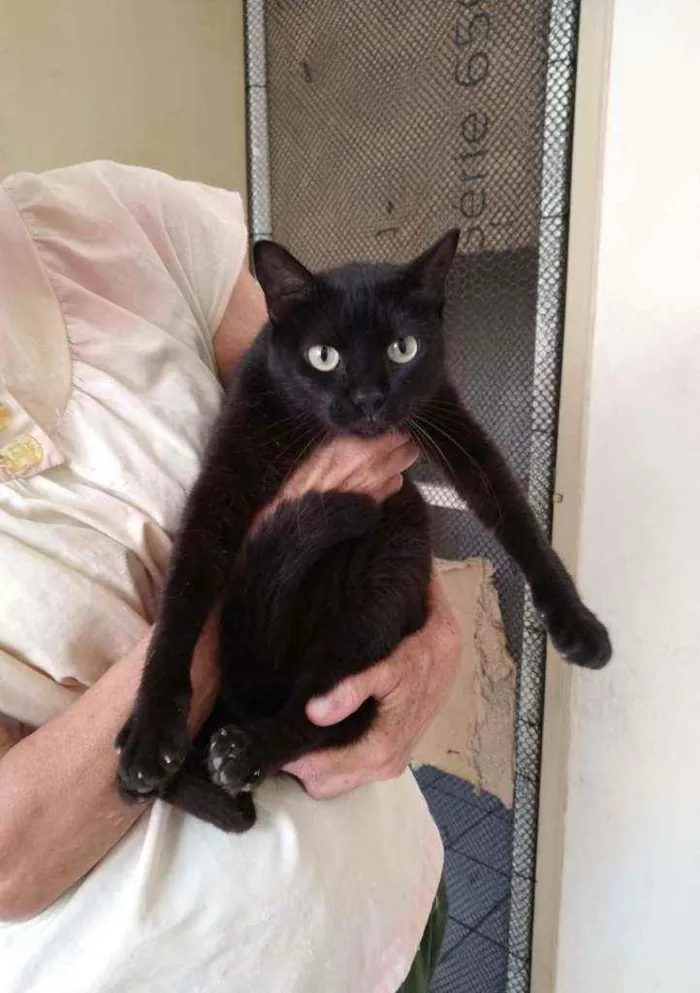 Gato raça Srd idade 1 ano nome Glórinha