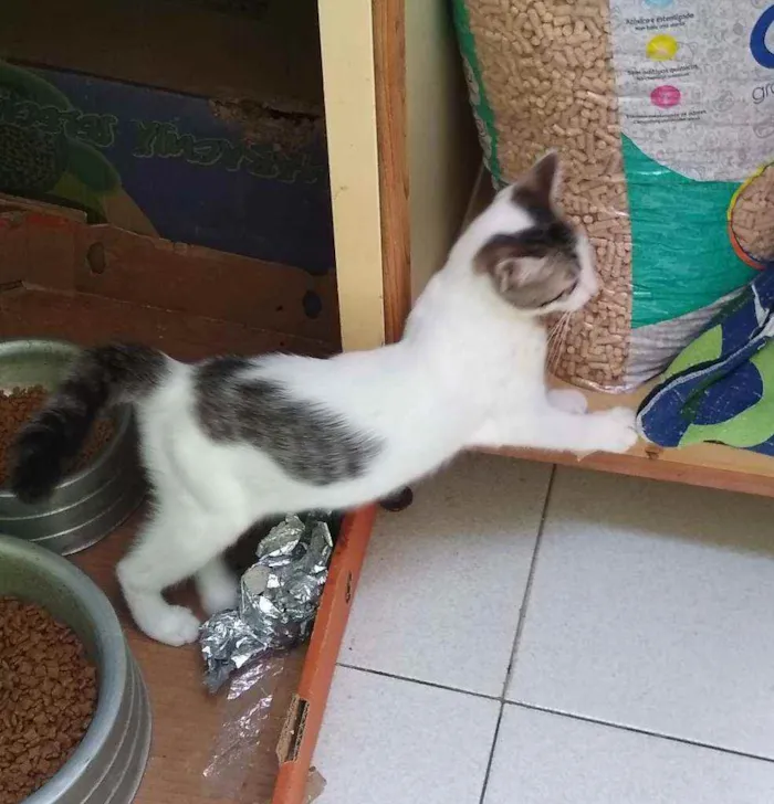 Gato raça srd idade 2 a 6 meses nome Mingau