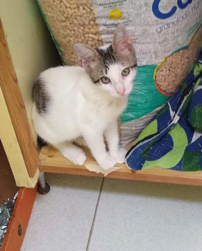 Gato raça srd idade 2 a 6 meses nome Mingau