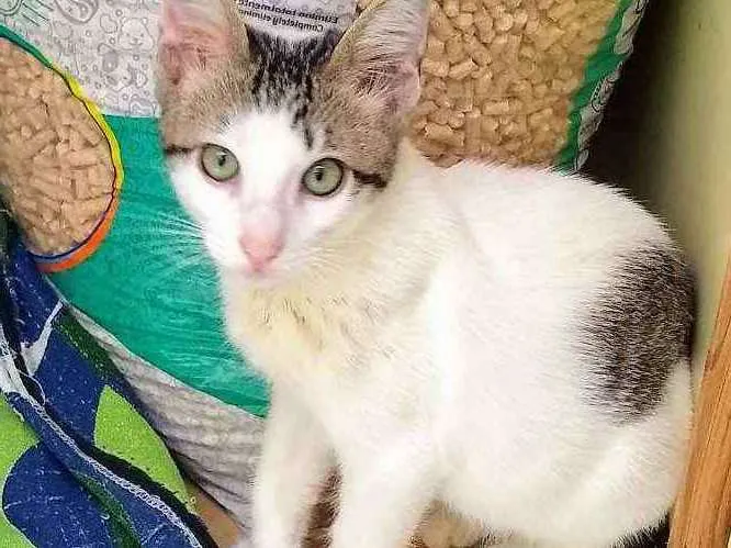 Gato raça srd idade 2 a 6 meses nome Mingau