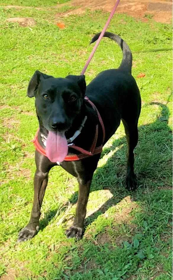 Cachorro raça Canina idade 3 anos nome Lola