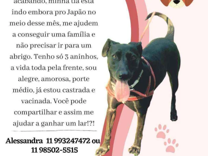 Cachorro raça Canina idade 3 anos nome Lola