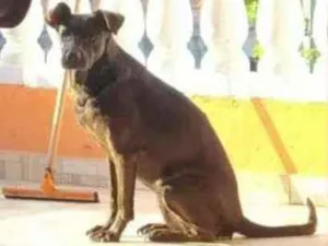 Cachorro raça SRD idade 6 ou mais anos nome Pantera