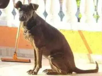 Cachorro ra a SRD idade 6 ou mais anos nome Pantera