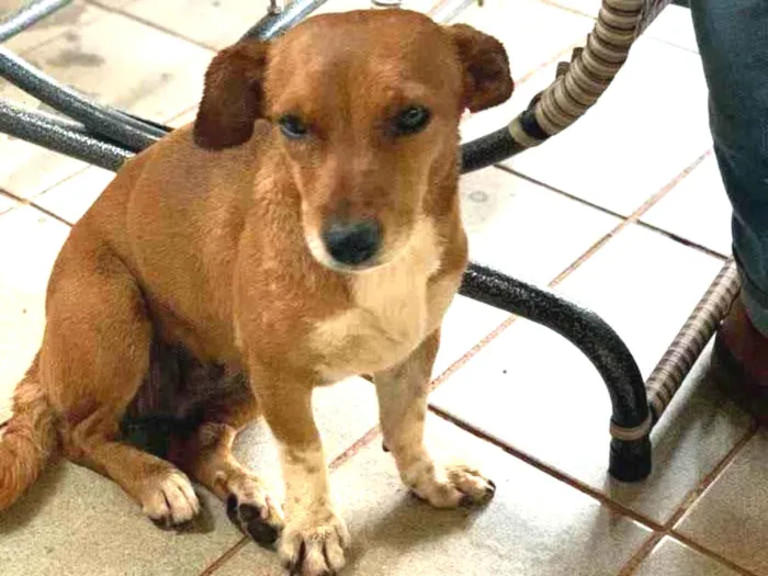 Cachorro ra a SRD idade 4 anos nome Capelinha