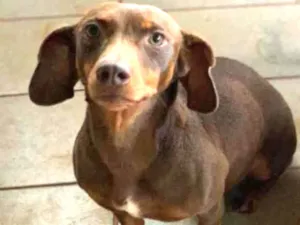 Cachorro raça Daschund idade 3 anos nome Pantera