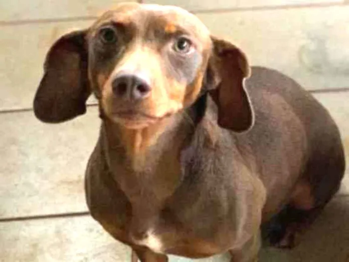 Cachorro ra a Daschund idade 3 anos nome Pantera