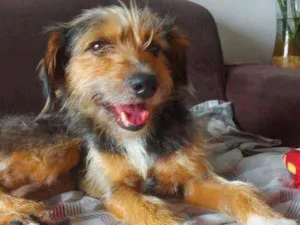 Cachorro raça Srd idade 1 ano nome Banze