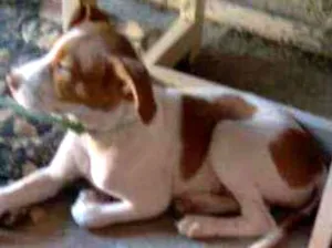 Cachorro raça Misturada PitBull com vira lat idade 2 a 6 meses nome Sem nome