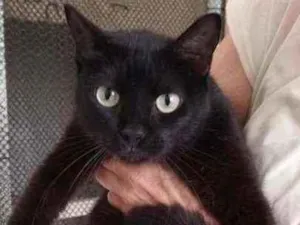 Gato raça Srd idade 1 ano nome Glórinha