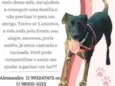 Cachorro raça Canina idade 3 anos nome Lola