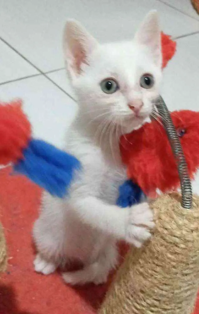 Gato ra a SRD  idade 2 a 6 meses nome FOX