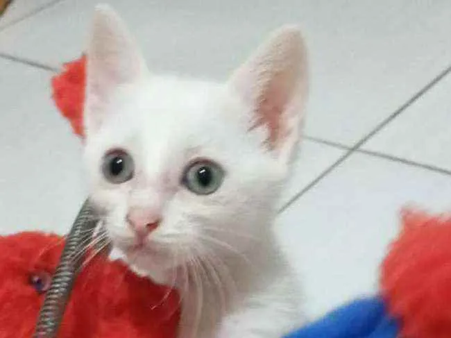 Gato ra a SRD  idade 2 a 6 meses nome FOX