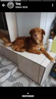 Cachorro raça Mestiço Golden  idade 2 anos nome MAX
