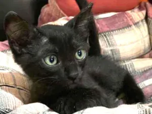 Gato raça SRD idade 2 a 6 meses nome PETRI 