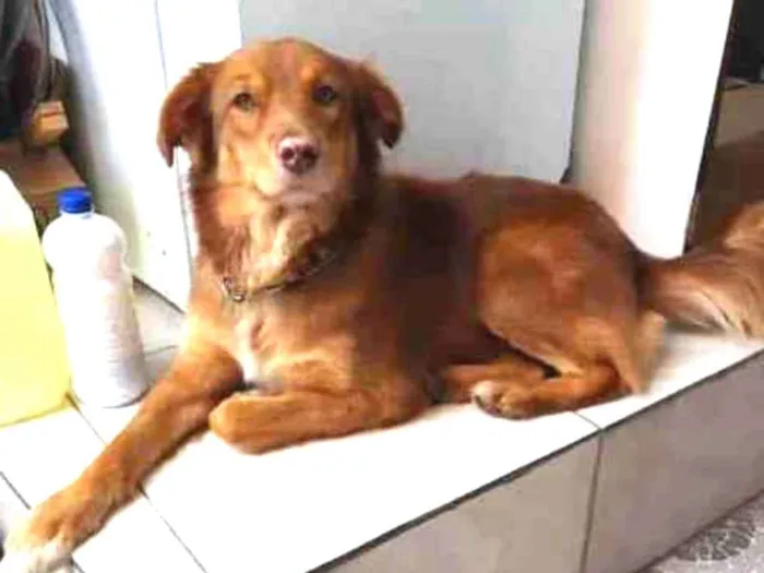 Cachorro raça Mestiço Golden  idade 2 anos nome MAX