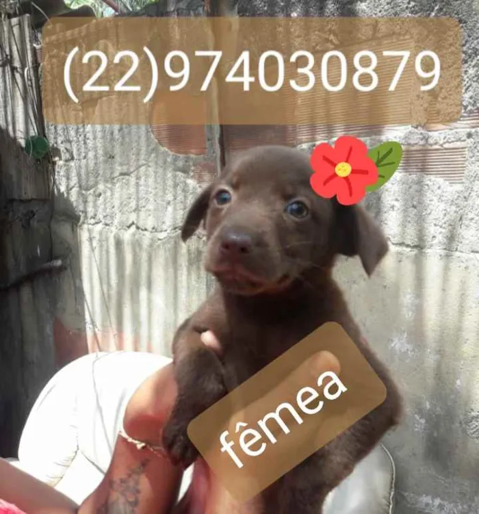 Cachorro ra a Srd idade 2 a 6 meses nome Sandrinha