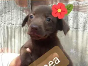 Cachorro raça Srd idade 2 a 6 meses nome Sandrinha