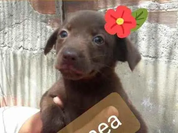 Cachorro ra a Srd idade 2 a 6 meses nome Sandrinha