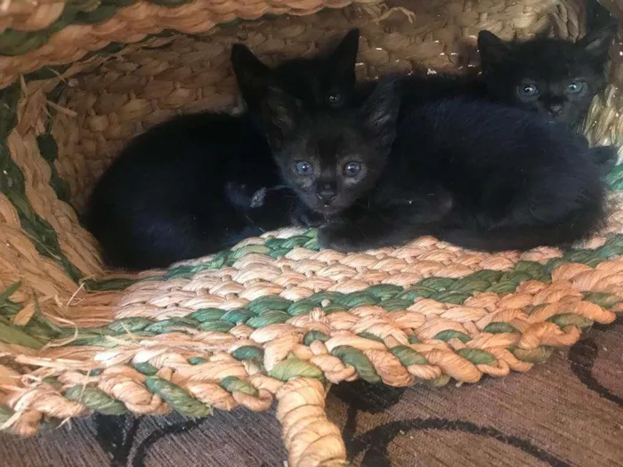 Gato ra a sem raca definida idade Abaixo de 2 meses nome tenho varios 