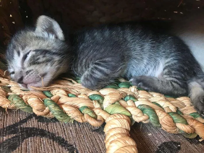 Gato ra a sem raca definida idade Abaixo de 2 meses nome tenho varios 