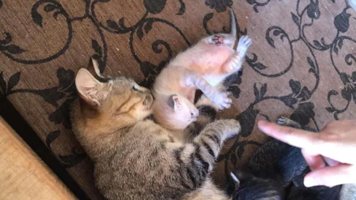 Gato ra a sem raca definida idade Abaixo de 2 meses nome tenho varios 