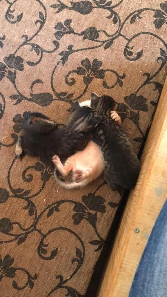 Gato ra a sem raca definida idade Abaixo de 2 meses nome tenho varios 