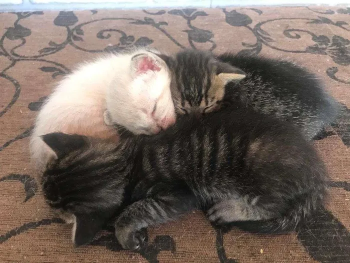 Gato ra a sem raca definida idade Abaixo de 2 meses nome tenho varios 