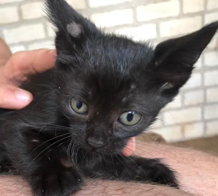 Gato ra a sem raca definida idade Abaixo de 2 meses nome tenho varios 