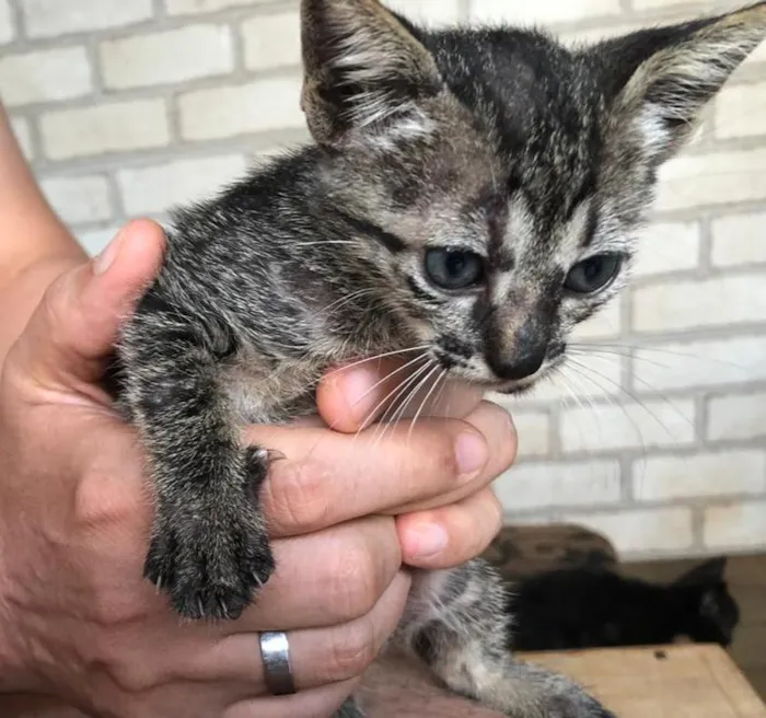 Gato ra a sem raca definida idade Abaixo de 2 meses nome tenho varios 