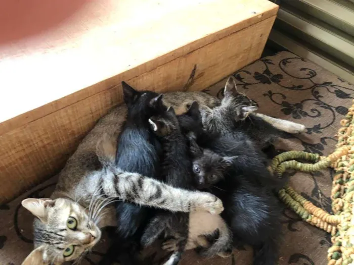Gato ra a sem raca definida idade Abaixo de 2 meses nome tenho varios 
