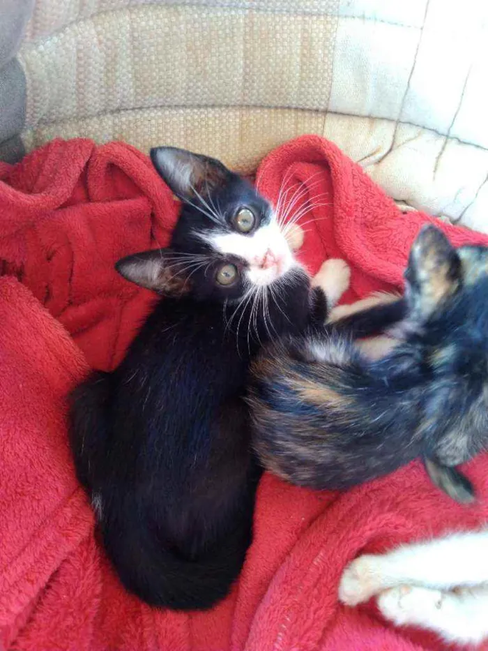 Gato ra a Não tem raça idade 2 a 6 meses nome Não tem ainda