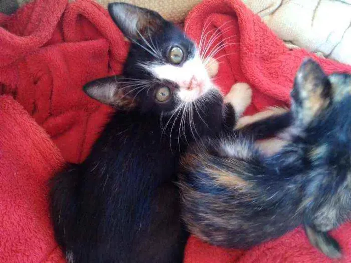 Gato ra a Não tem raça idade 2 a 6 meses nome Não tem ainda