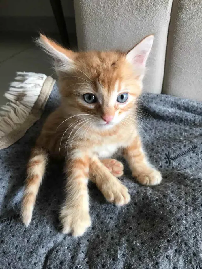 Gato ra a Sem raça  idade Abaixo de 2 meses nome Sem nome 