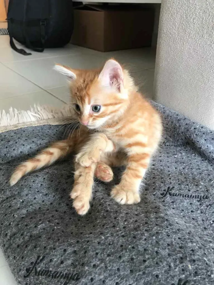 Gato ra a Sem raça  idade Abaixo de 2 meses nome Sem nome 