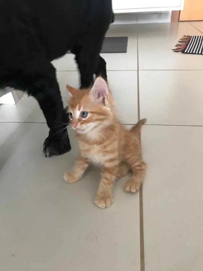 Gato ra a Sem raça  idade Abaixo de 2 meses nome Sem nome 