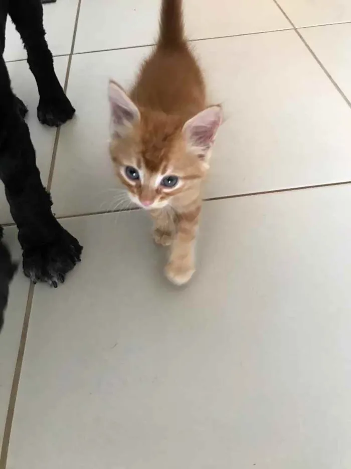 Gato ra a Sem raça  idade Abaixo de 2 meses nome Sem nome 
