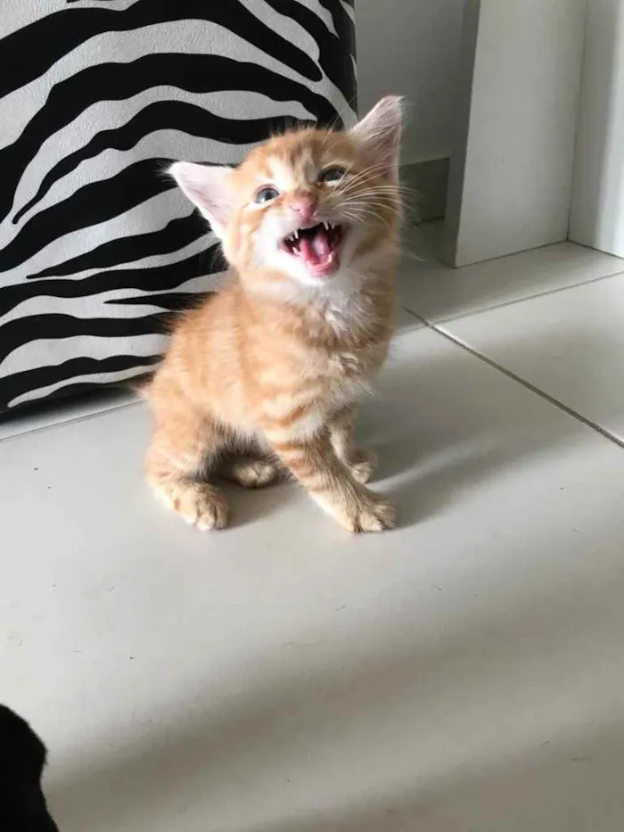 Gato ra a Sem raça  idade Abaixo de 2 meses nome Sem nome 