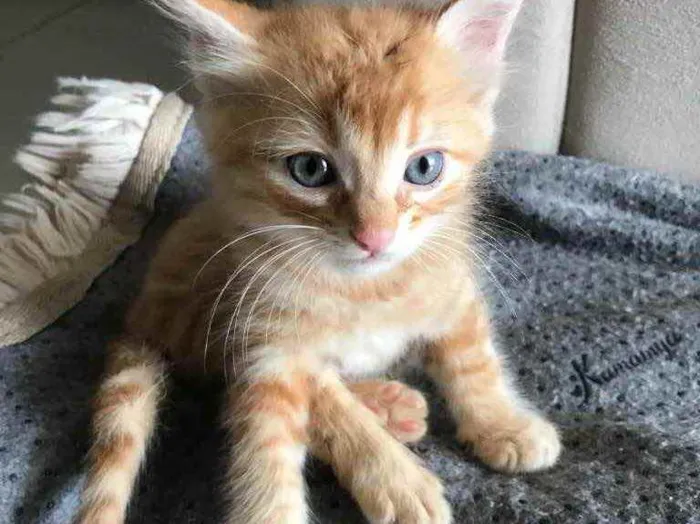 Gato ra a Sem raça  idade Abaixo de 2 meses nome Sem nome 