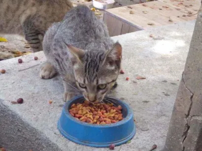 Gato raça Sem raça definida idade 2 a 6 meses nome Paçoca