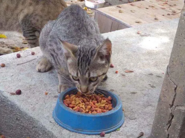 Gato ra a Sem raça definida idade 2 a 6 meses nome Paçoca